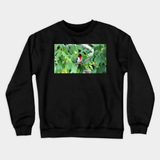 Male Rose-breasted Grosbeak Perched In A Bush Crewneck Sweatshirt